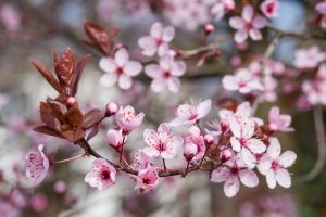 fleur rose de prunus