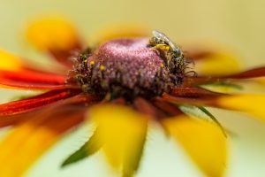 guêpe pleine de pollen sur une fleur rouge et jaune