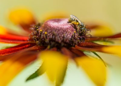 guêpe pleine de pollen sur une fleur rouge et jaune