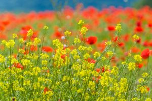 Fleur jaune de colza et coquelicot rouge