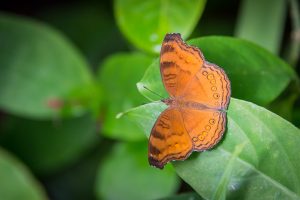 portfolio en couleur papillon orange sur feuille verte