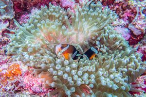 poisson clown dans une anémone