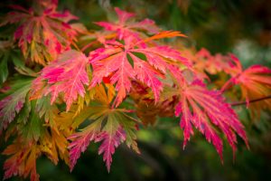 feuilles rouges