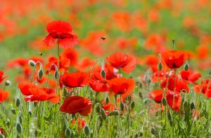 fleurs rouge de coquelicot avec une abeille