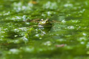 Tête de grenouille dans une mare verte