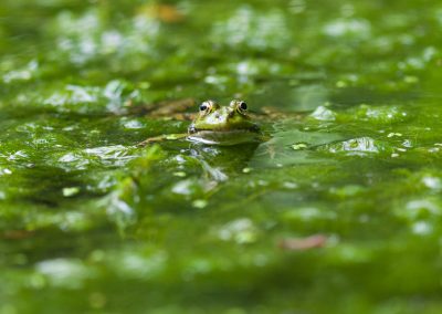 Tête de grenouille dans une mare verte