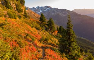 Plant de myrtille rouge à l'automne dans la montagne