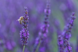 photos en couleur - Abeille sur une fleur de lavande