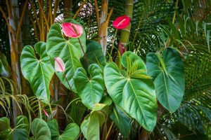 Photos en couleur - fleurs rouge et grande feuilles vertes