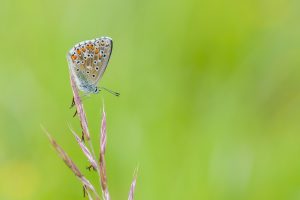 photos en harmonie - Papillon sur fond vert