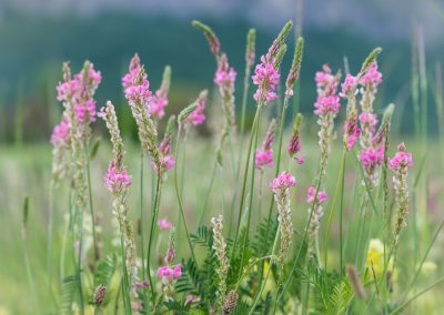 photos en harmonie - fleur de sainfoin en fleur au printemps