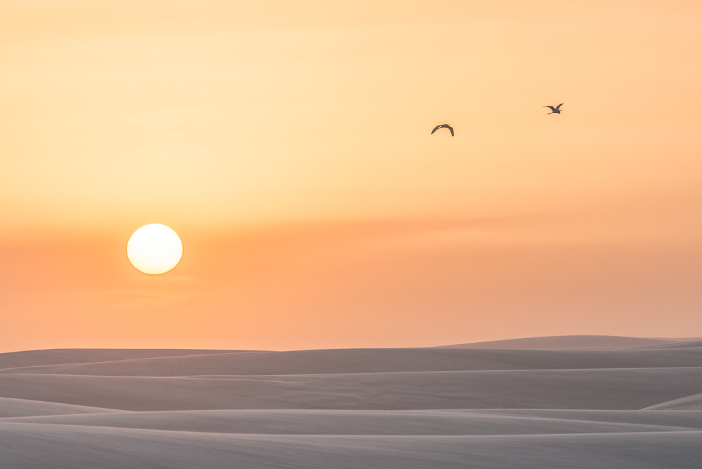prestation photographe vente de photos - Deux oiseaux passent devant le soleil couchant au dessus des dunes de sable