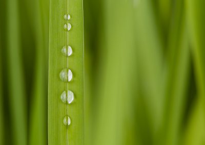 Gouttes d'eau allignées sur une feuille et fond vert