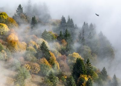 Choucas volant au dessu des sapins et la brume