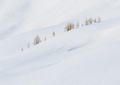 Contact - Mélèzes en hiver sur fond de neige