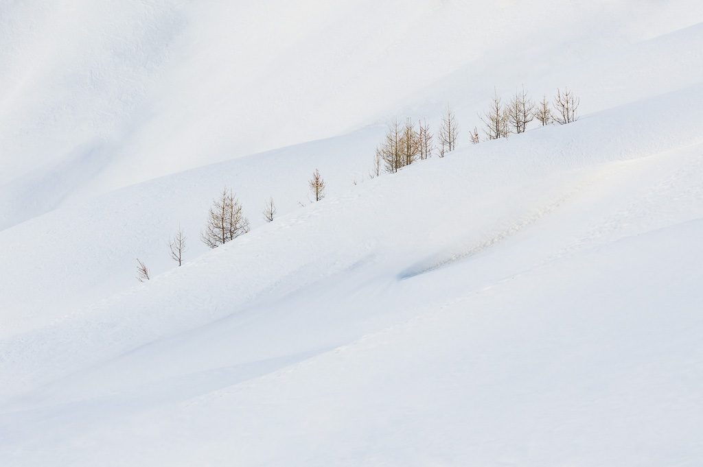 Contact de Benoit Audigé - Mélèzes en hiver sur fond de neige