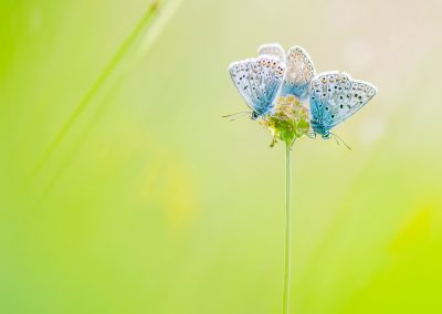 Papillons rassemblés sur une fleur sur fond vert