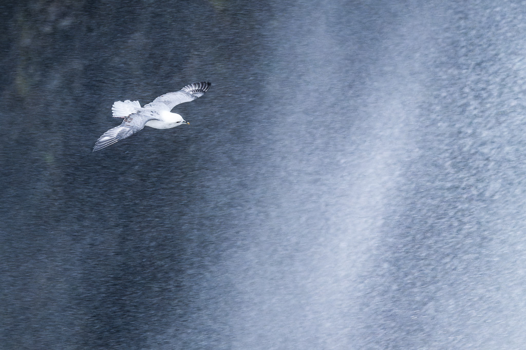 Photographie animalière Islande