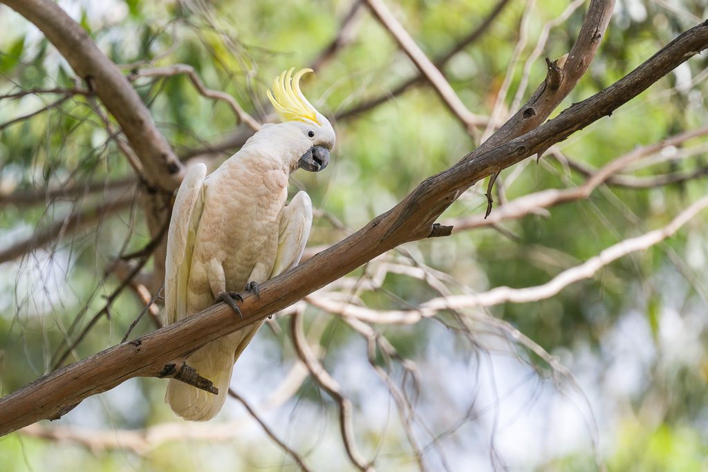 animalier animaux australie cacatoès à huppe jaune