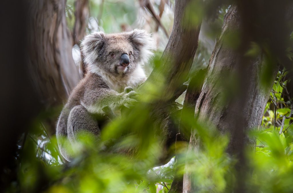 Mes animaux d’Australie