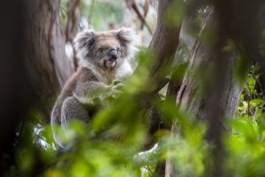 Animalier animaux australie koala