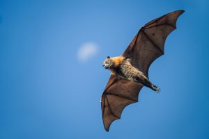 animalier animaux australie chauve souris renard volant