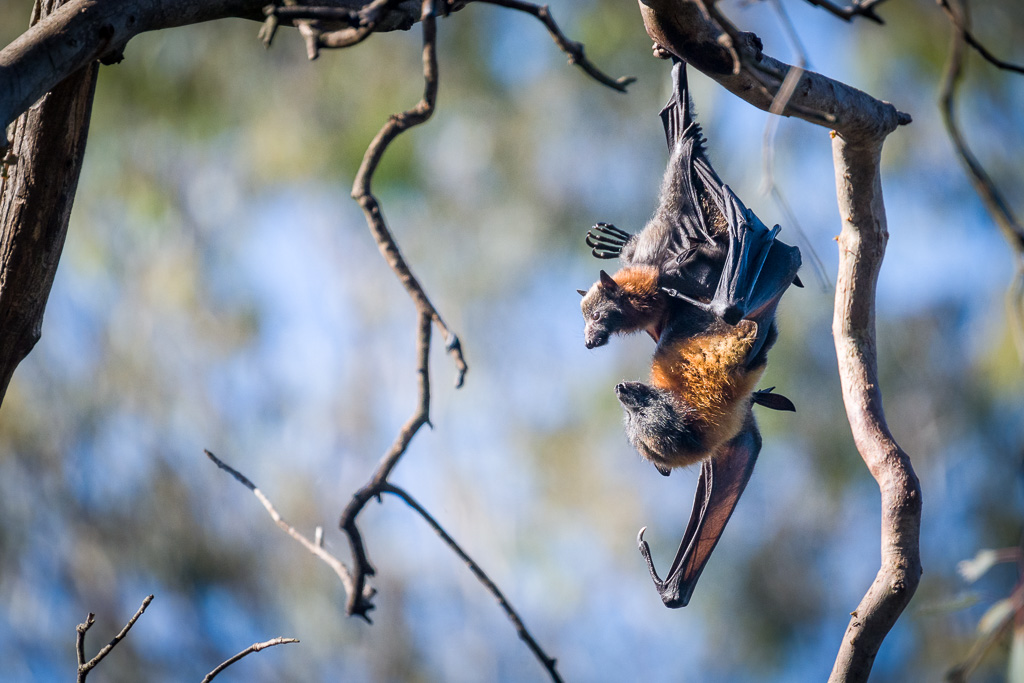 animalier animaux australie chauve souris