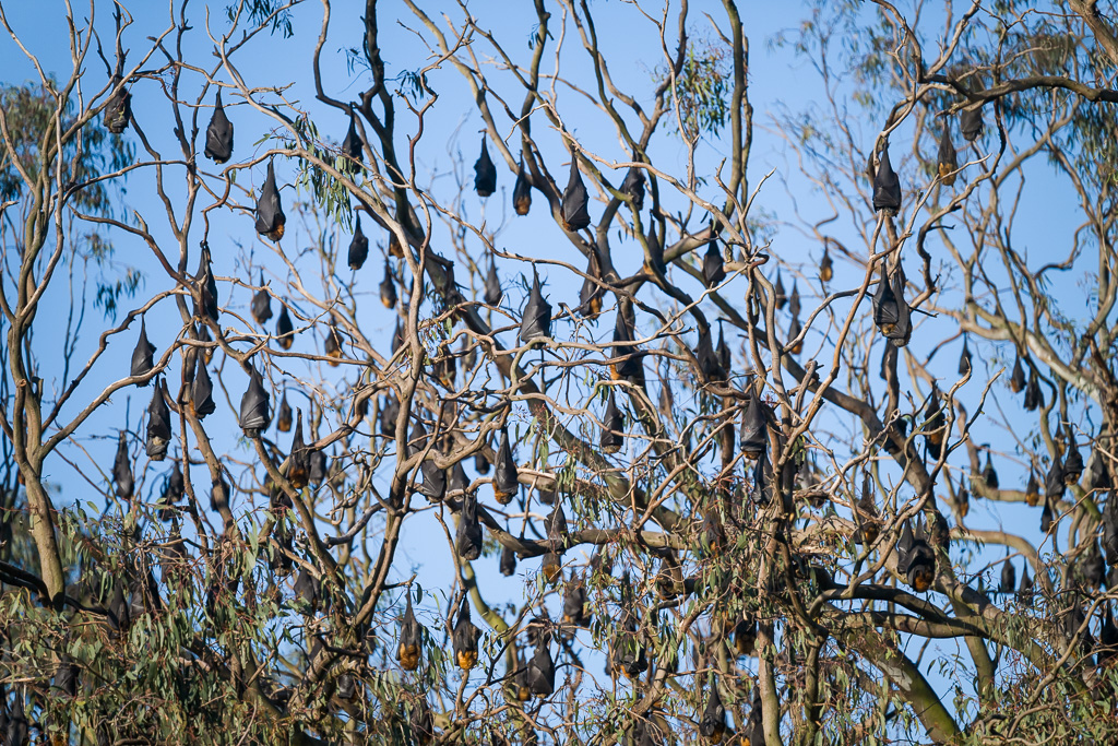 animalier animaux australie chauve souris