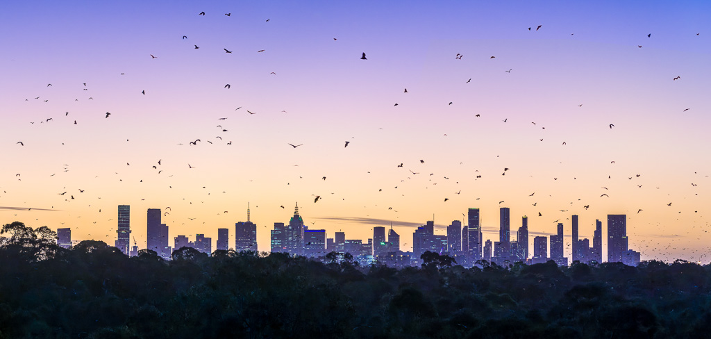 animalier animaux australie Chauve souris