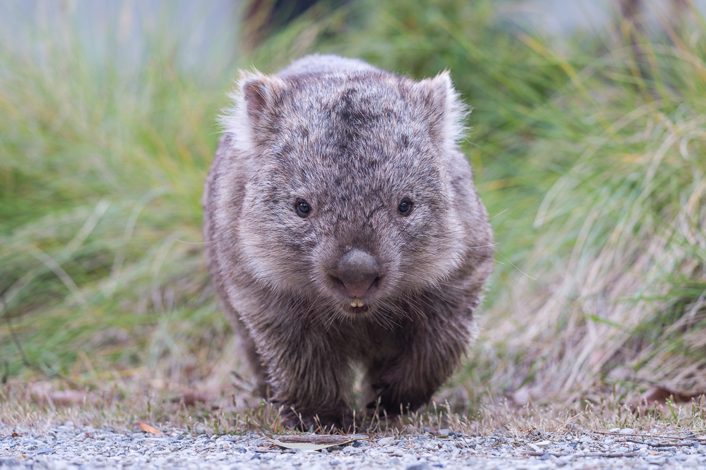 animalier animaux australie wombat