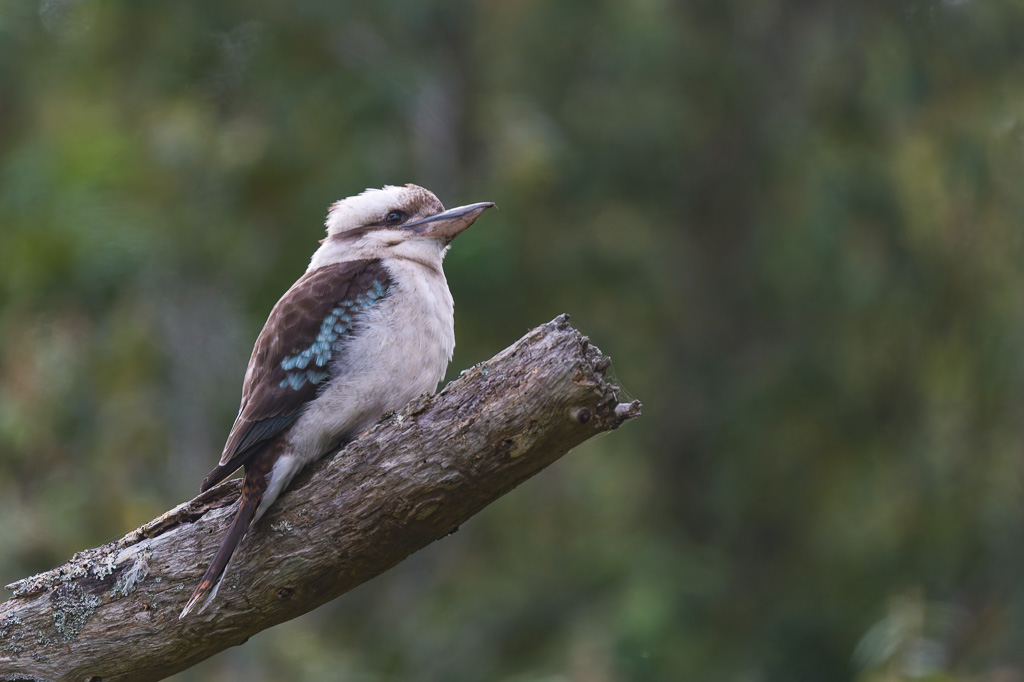 animalier animaux australie kookaburra