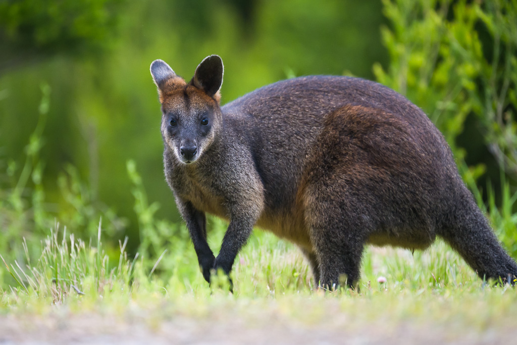 animalier animaux australie swamp wallaby bicolore