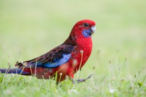 Animalier animaux australie perruche rouge