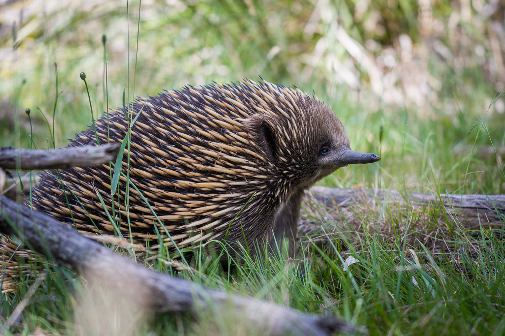 Animalier animaux australie échidné