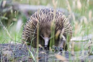 Animalier Echidné