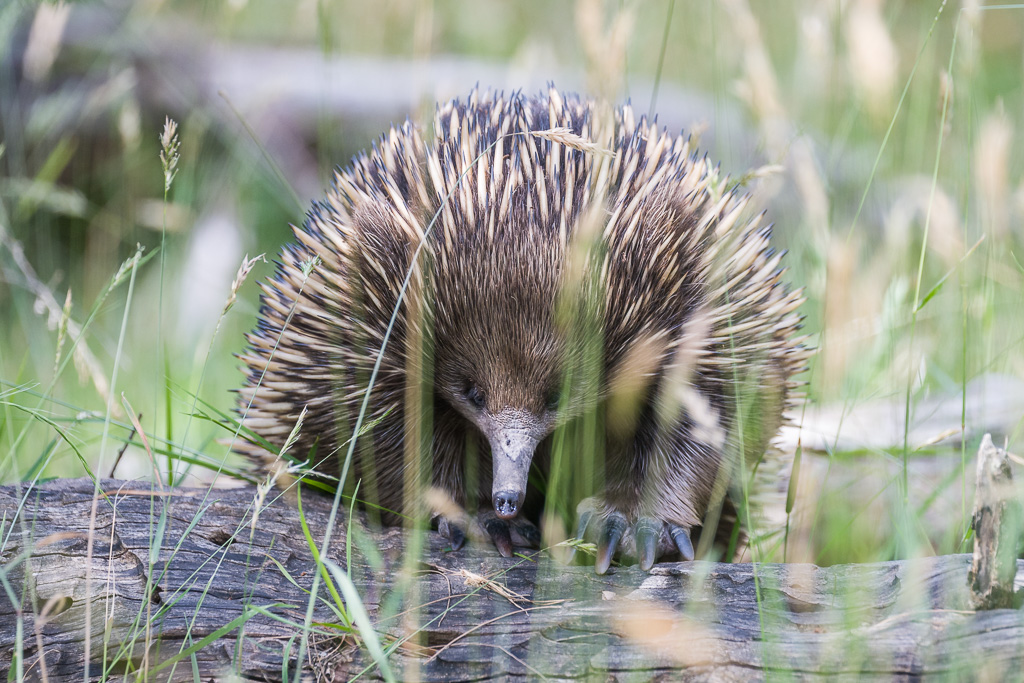 Animalier australie Echidné