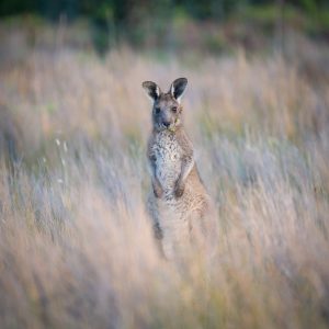 Animalier animaux australie kangourou