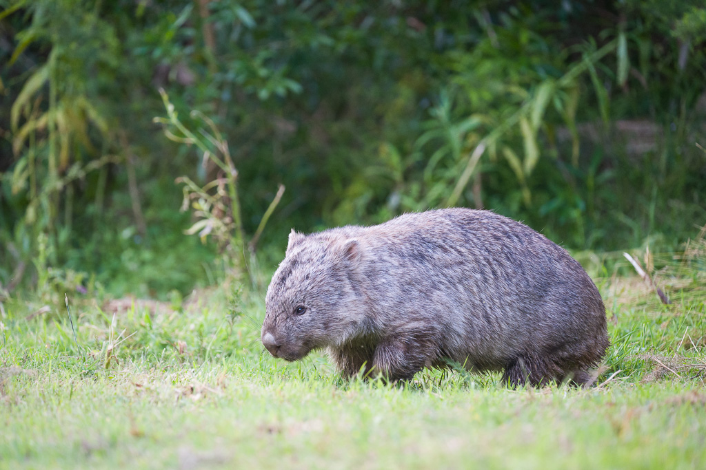 Animalier animaux australie wombat