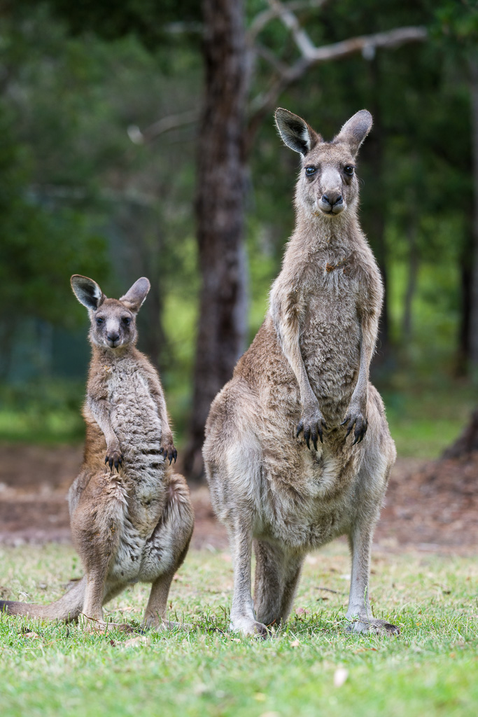 Animalier animaux australie Kangourou géant