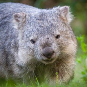 Animalier animaux australie Wombat