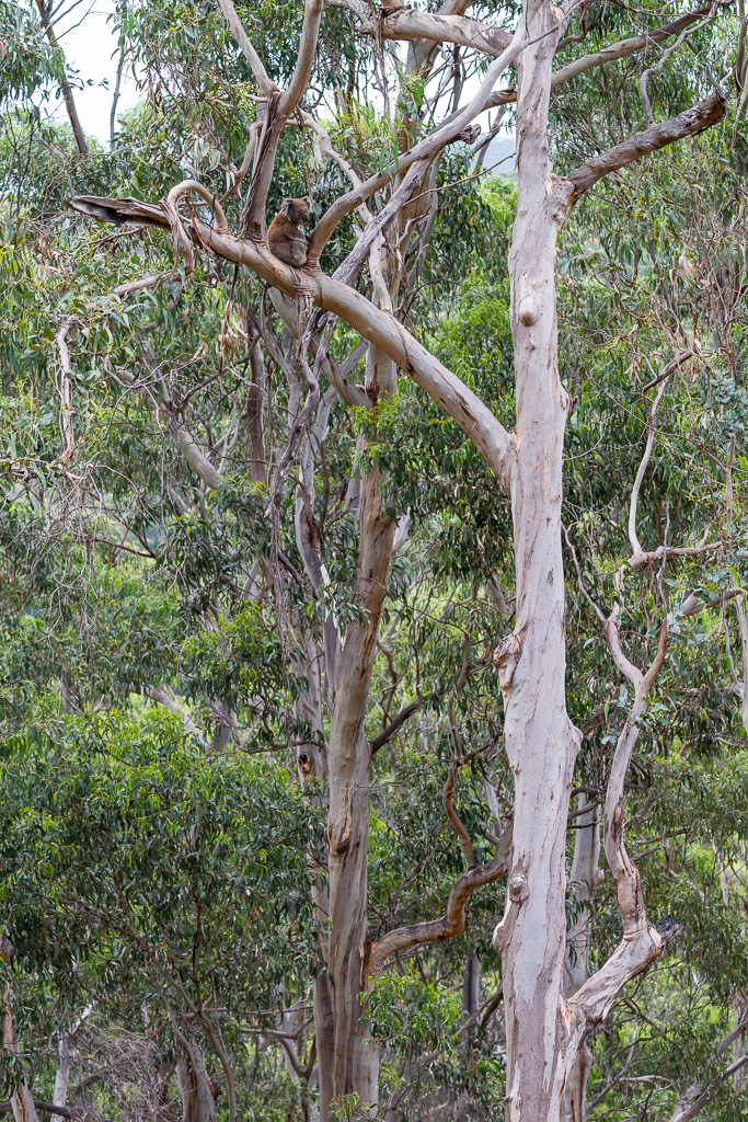 Animalier animaux australie koala