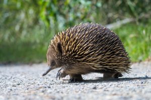 Animalier animaux australie echidné echidna