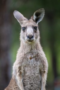 Animalier animaux australie kangourou