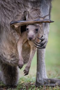 Animalier animaux australie kangourou