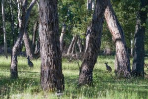 Animalier kangourous grampians