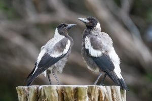 Animalier oiseaux