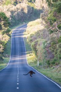 Animaux wallaby australie route