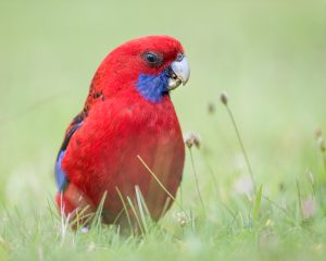 animaux australie perruche rouge