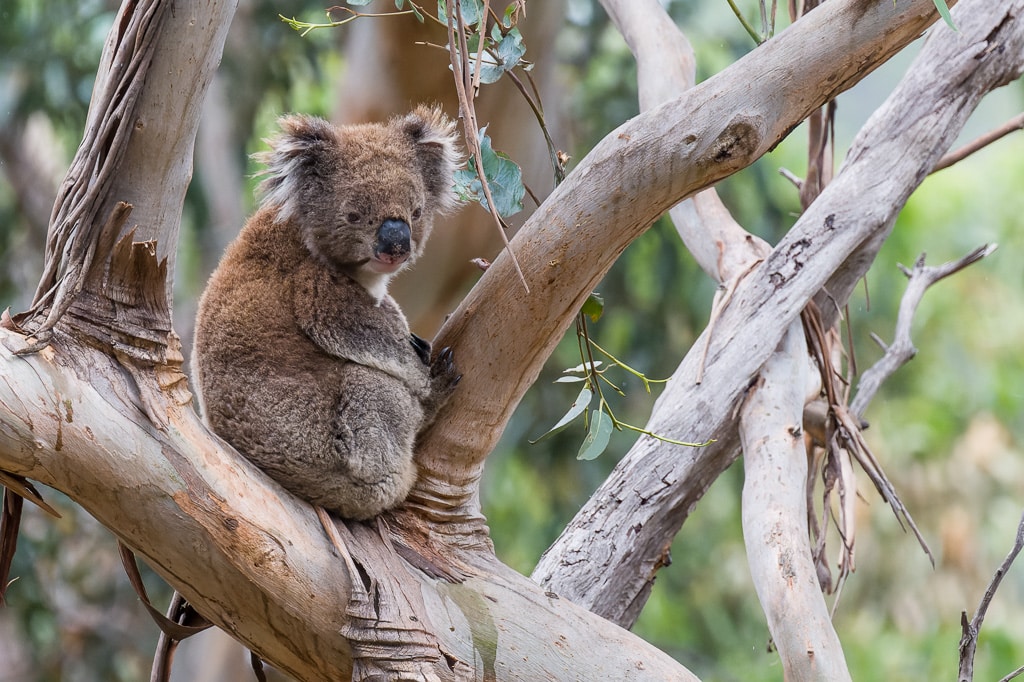 Animaux australie nature Koala