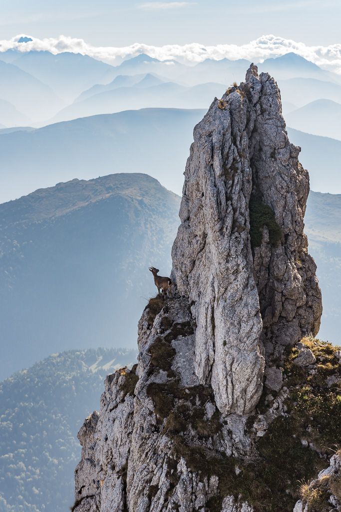 animalier vercors europe bouquetin